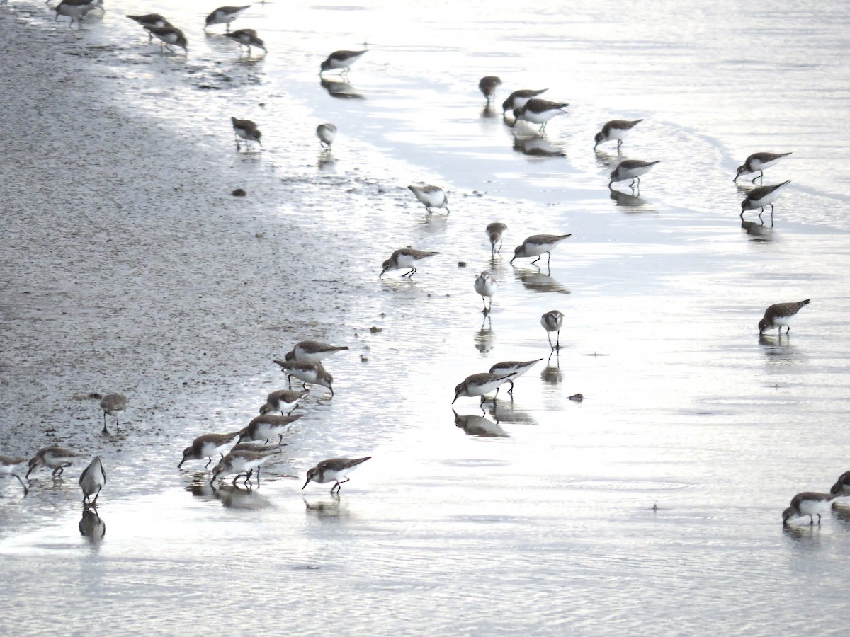 peep sp. - ML646843846