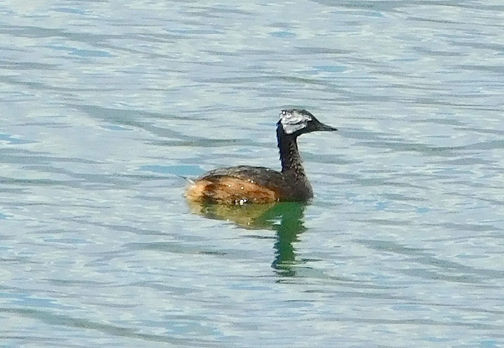 White-tufted Grebe - ML646843847