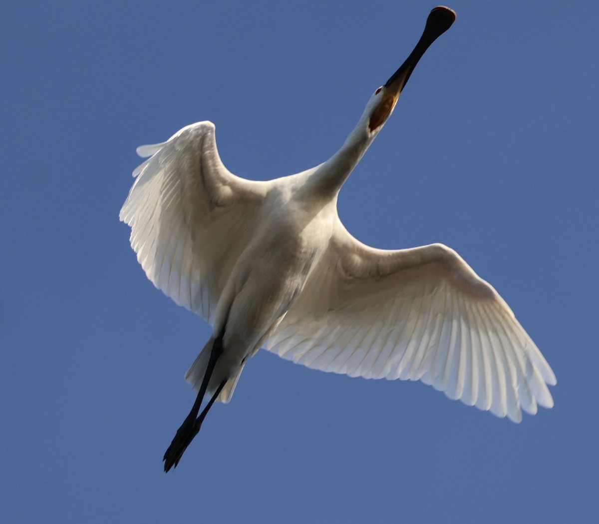 Eurasian Spoonbill - ML646843848