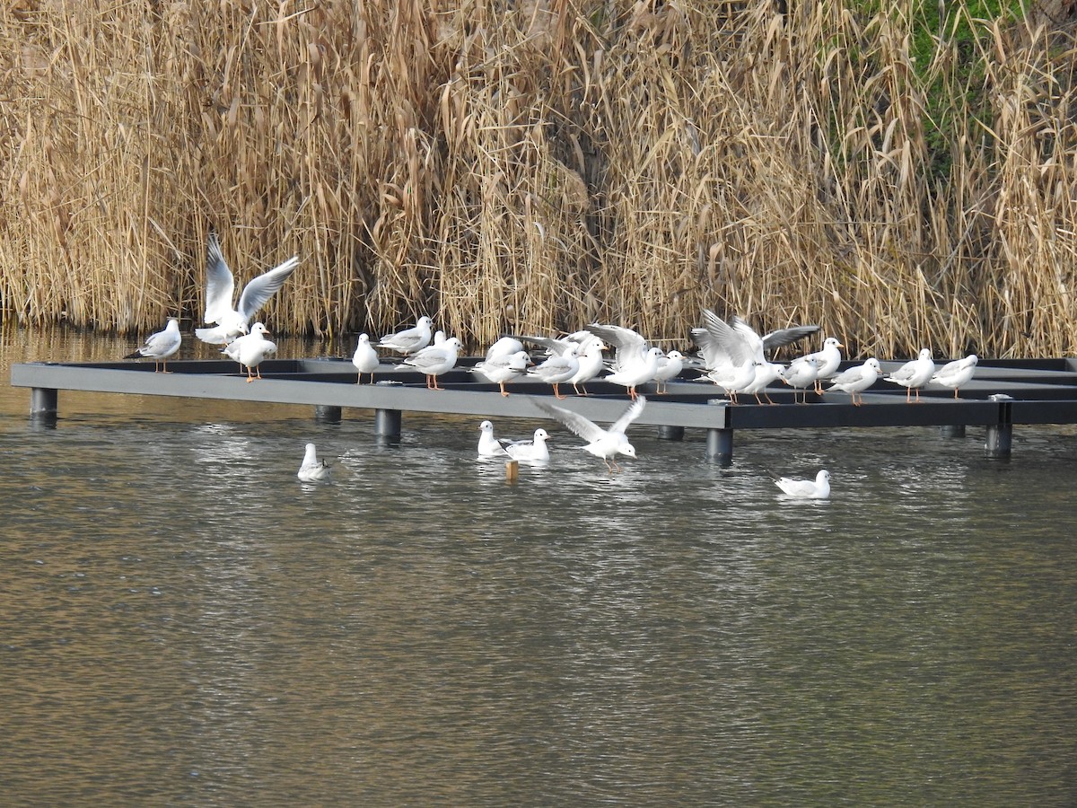 Black-headed Gull - ML646843850
