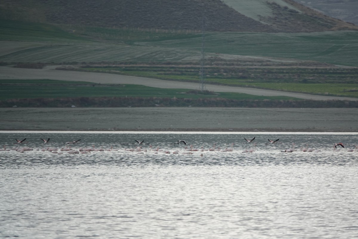 Greater Flamingo - ML646843855