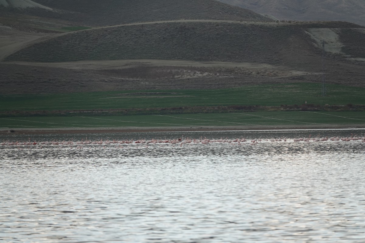 Greater Flamingo - ML646843856