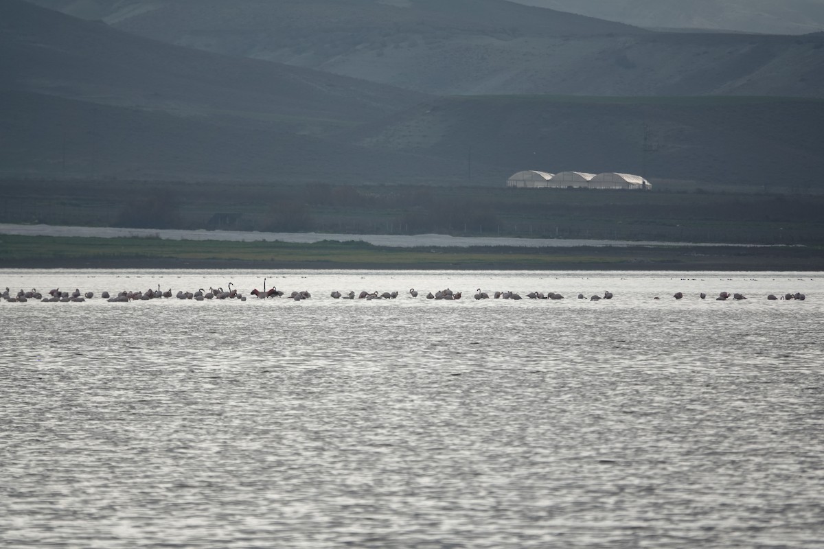 Greater Flamingo - ML646843857