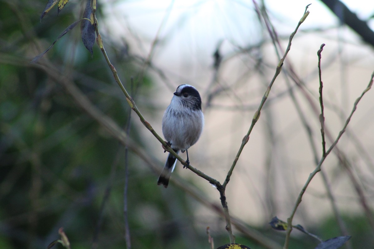 mlynařík dlouhoocasý - ML646843862