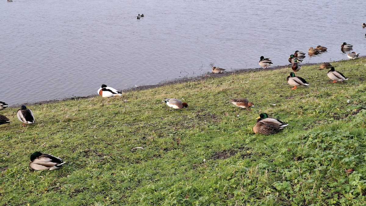 Eurasian Wigeon - ML646843864