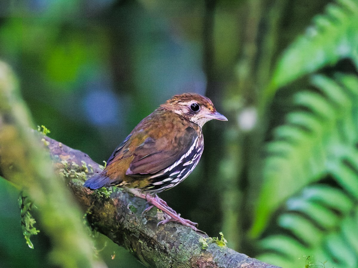 hvittippmaurrikse - ML646843866