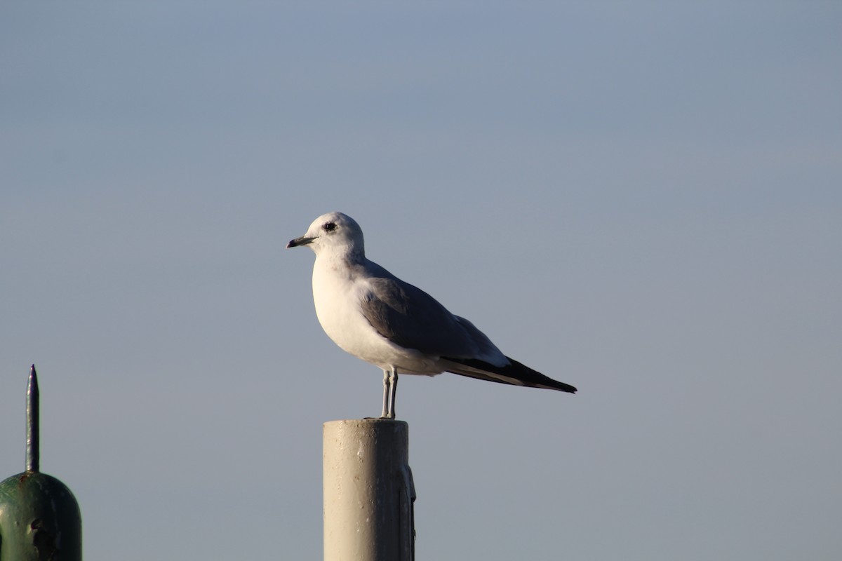 racek bouřní - ML646843869