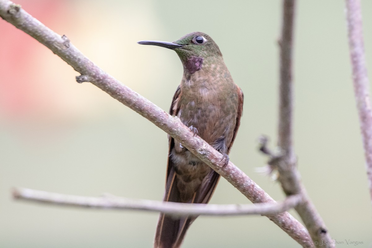 Fawn-breasted Brilliant - ML646843884
