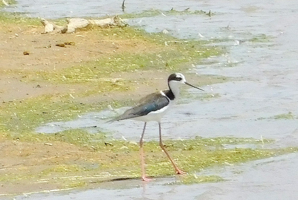 Black-necked Stilt - ML646843885