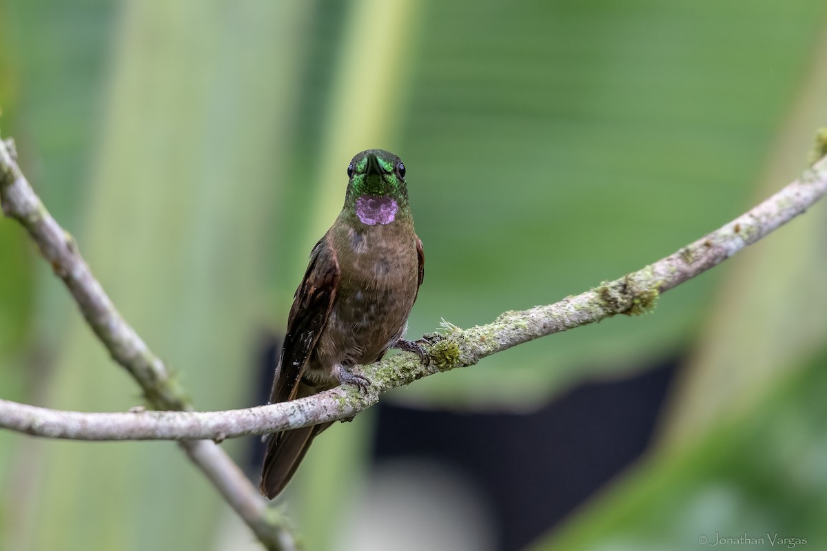 Fawn-breasted Brilliant - ML646843886