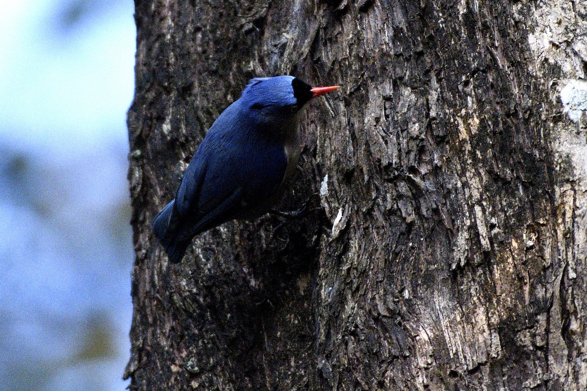 Velvet-fronted Nuthatch - ML646843887