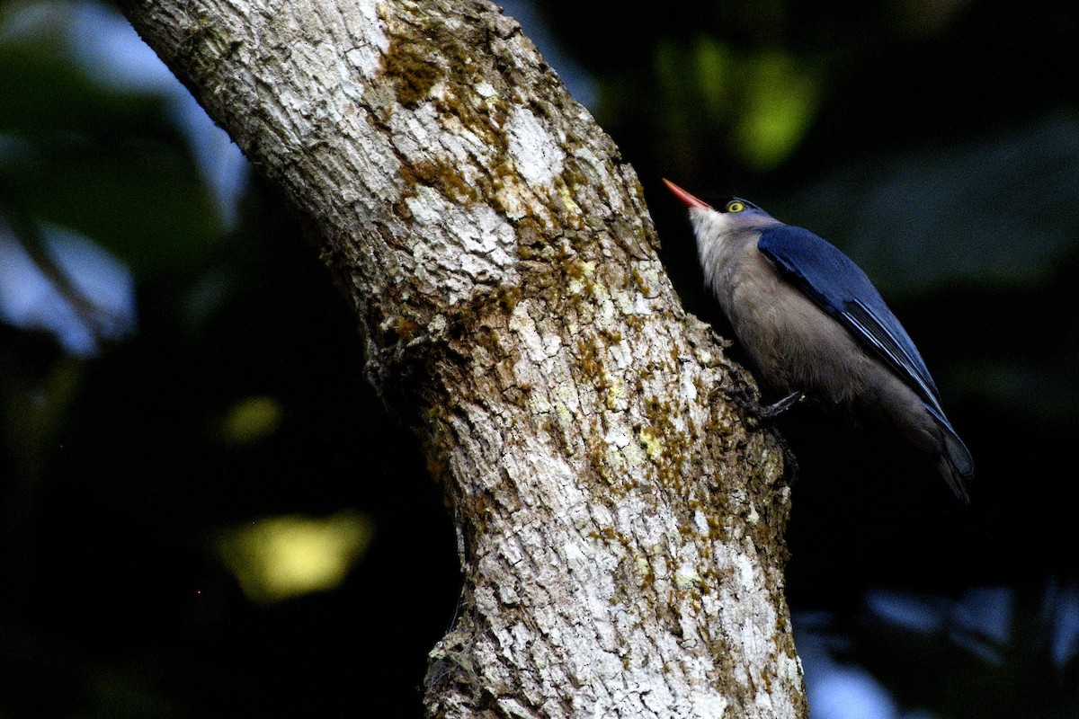 Velvet-fronted Nuthatch - ML646843888
