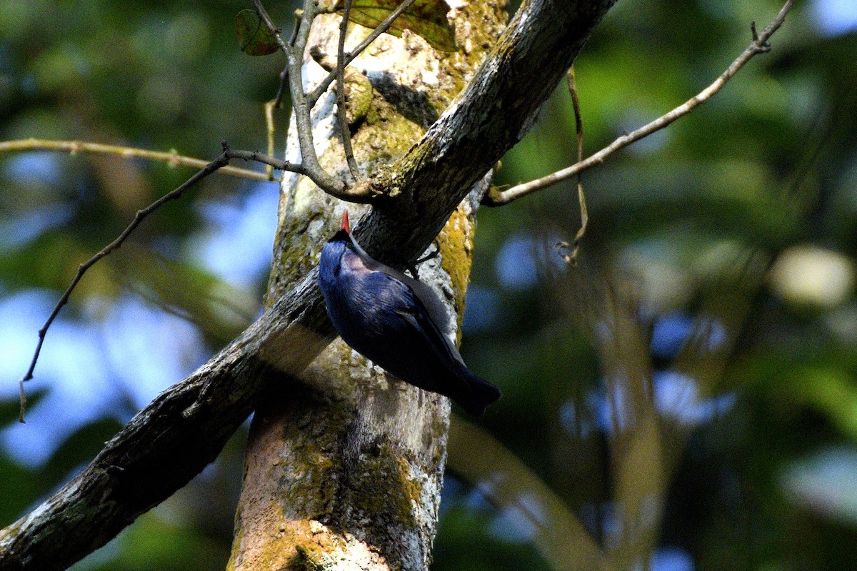 Velvet-fronted Nuthatch - ML646843889