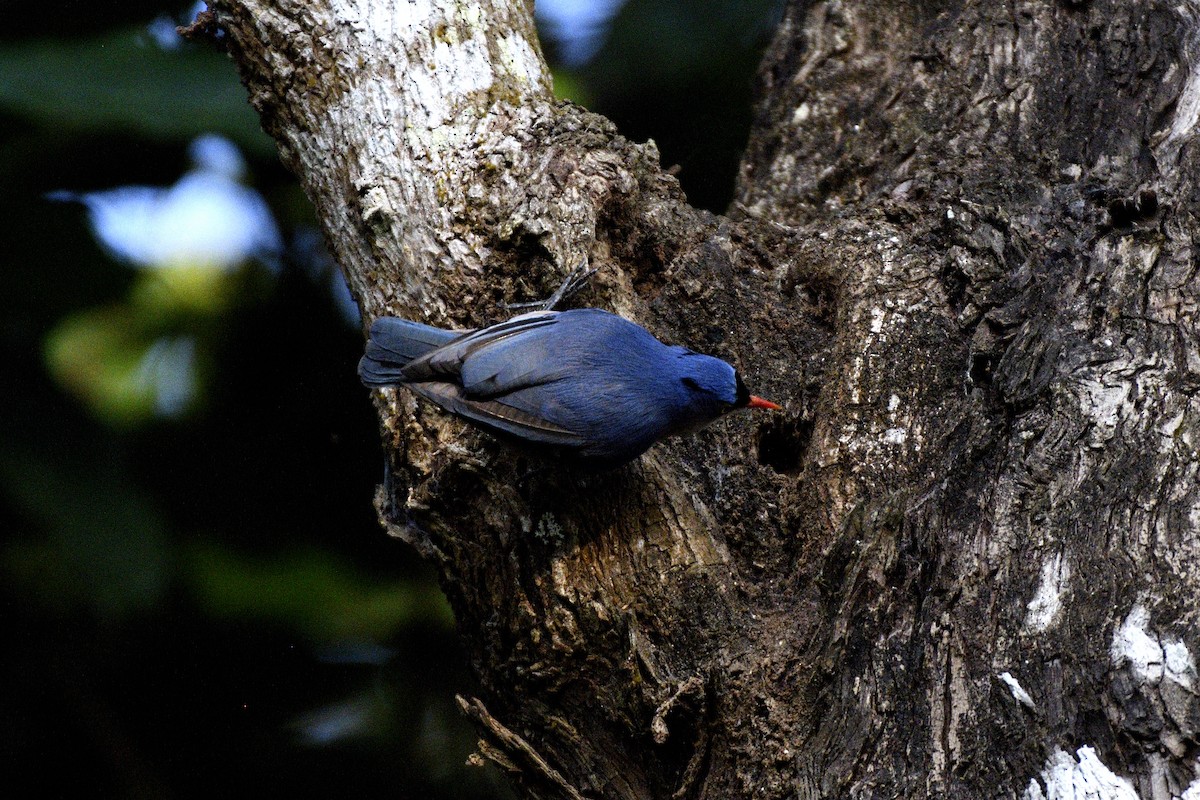 Velvet-fronted Nuthatch - ML646843890