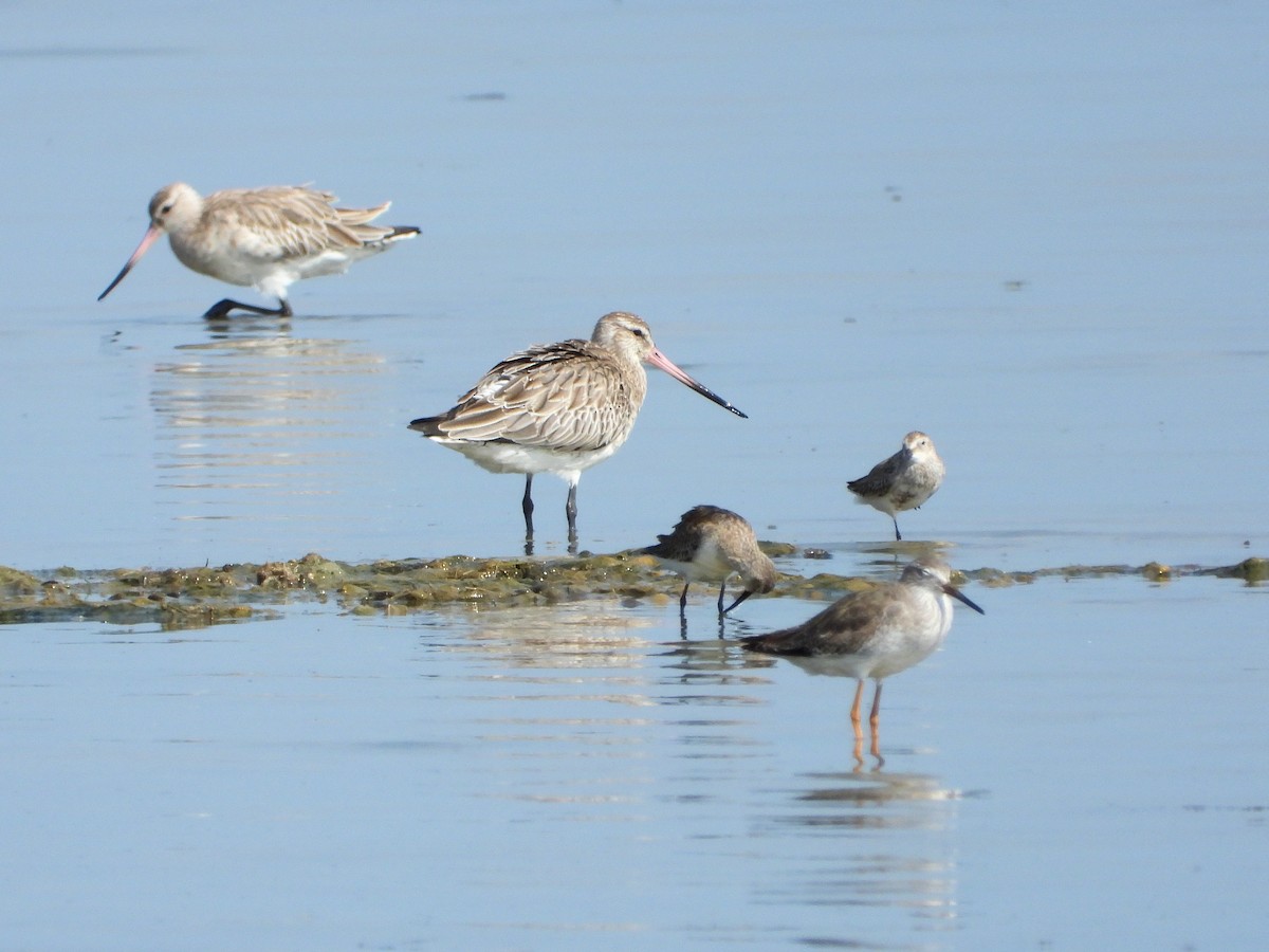 Bar-tailed Godwit - ML646843892