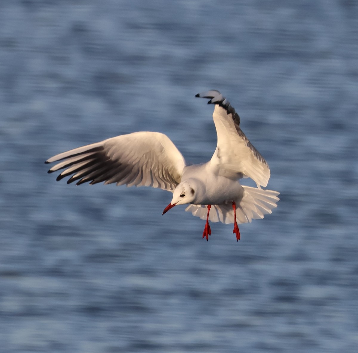 Black-headed Gull - ML646843898