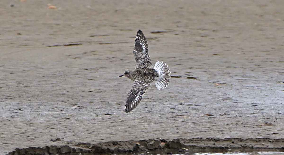 kulík bledý - ML646843900