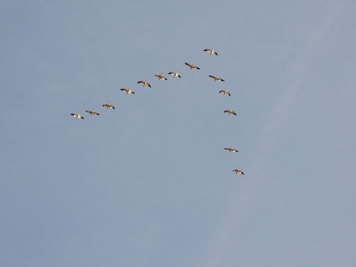 Snow Goose - ML646843901