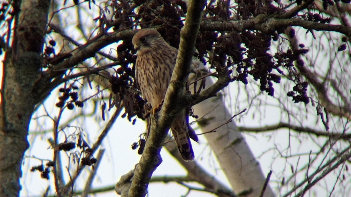 Eurasian Kestrel - ML646843902