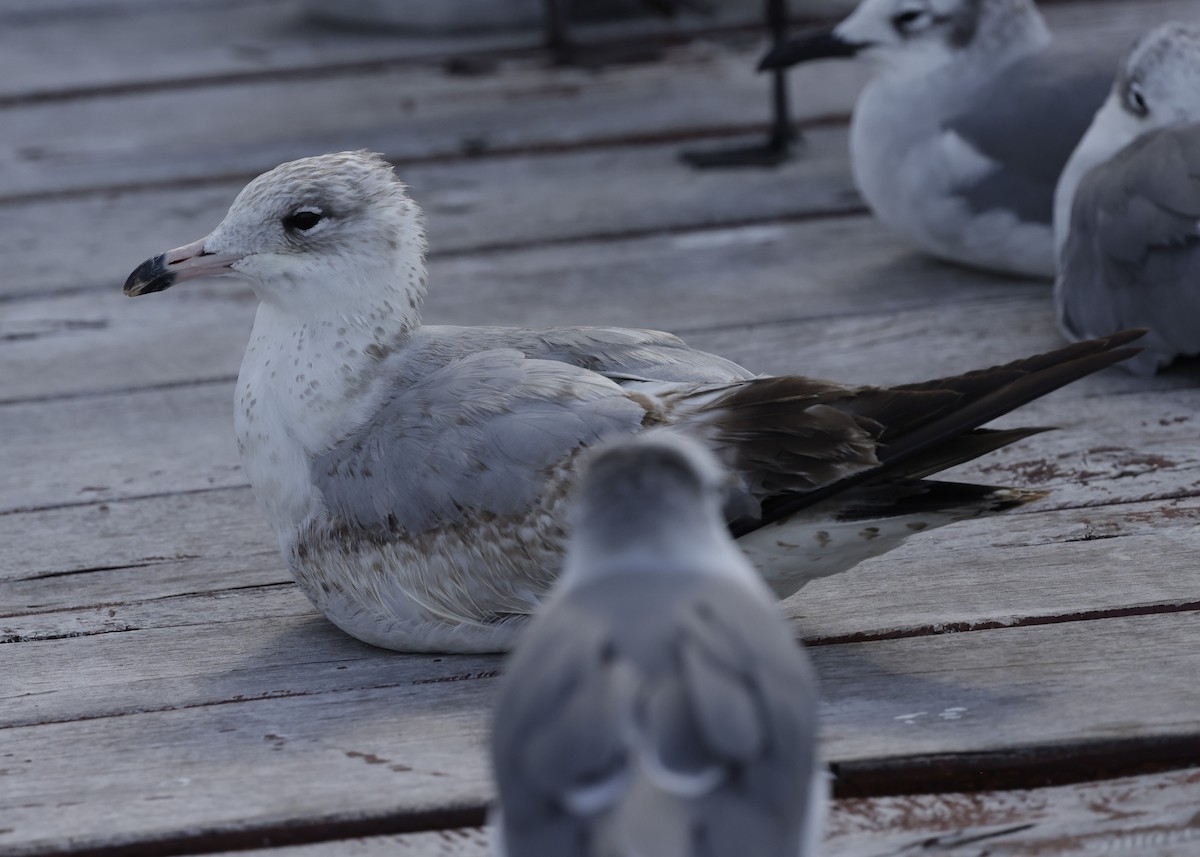 Ring-billed Gull - ML646843906