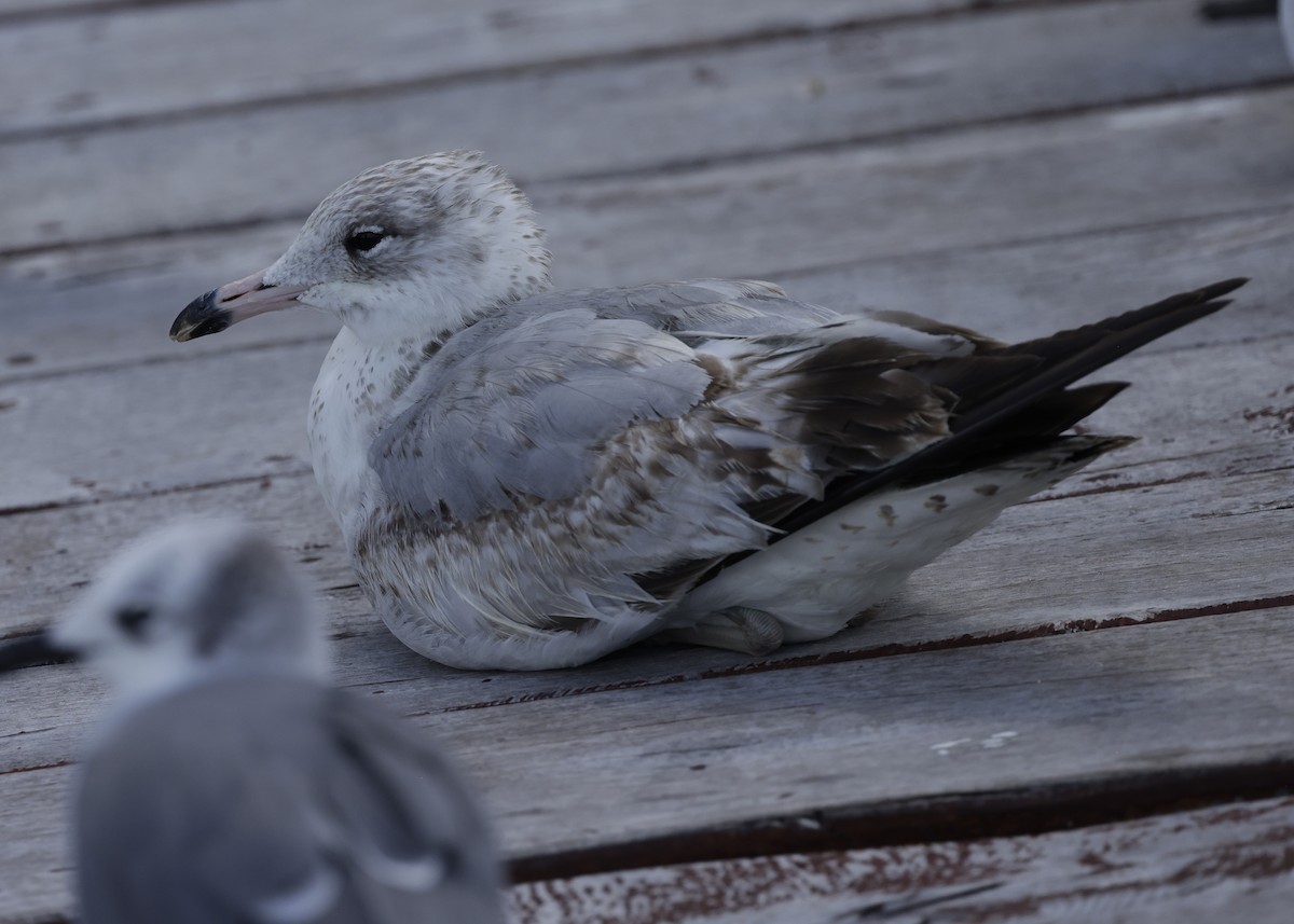 Ring-billed Gull - ML646843907