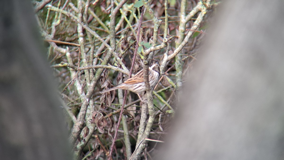 Reed Bunting - ML646843914
