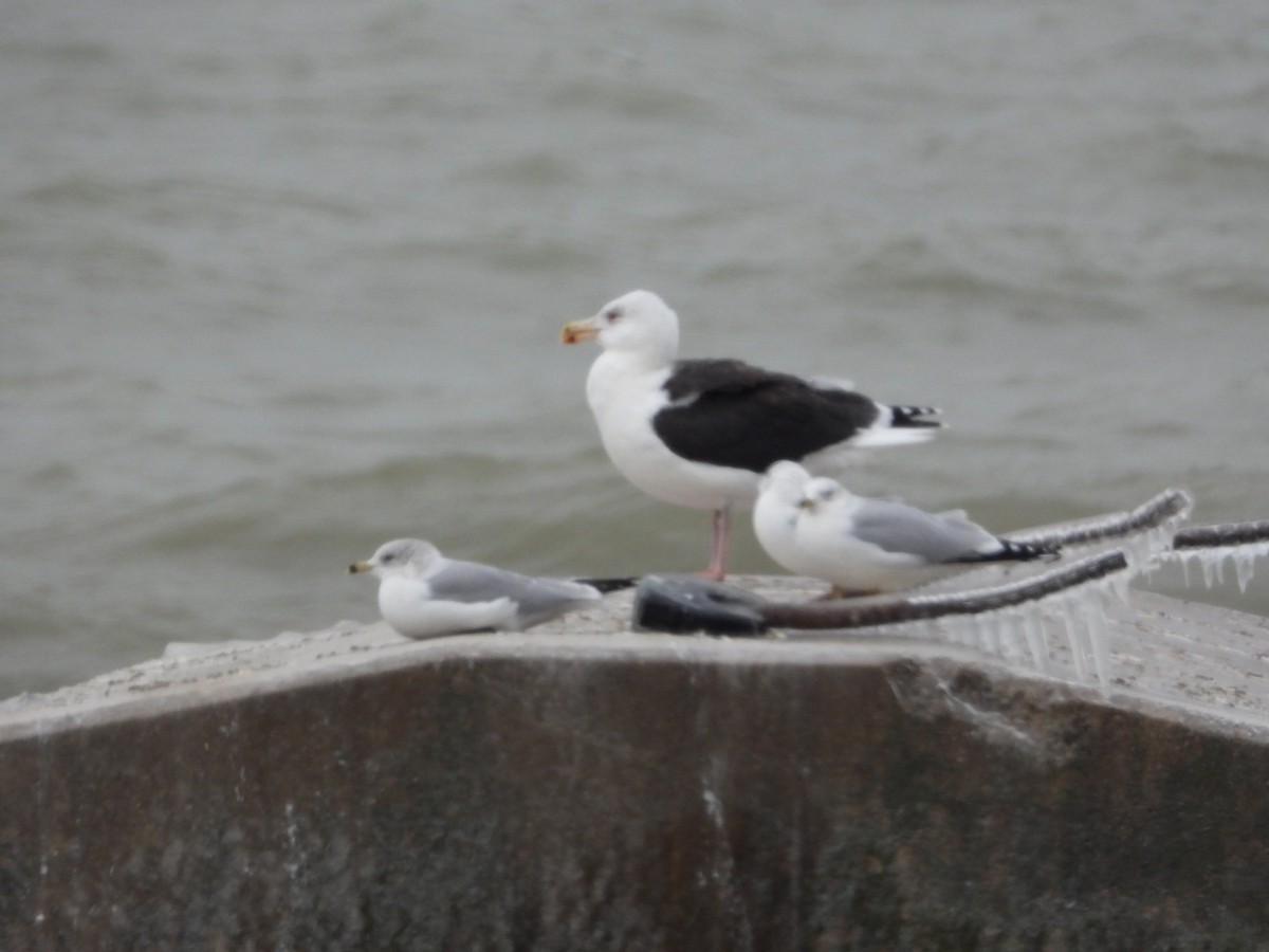Great Black-backed Gull - ML646843915