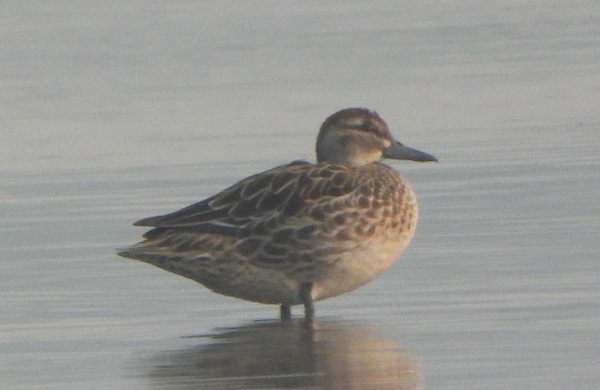 白眉鴨 - ML646843921