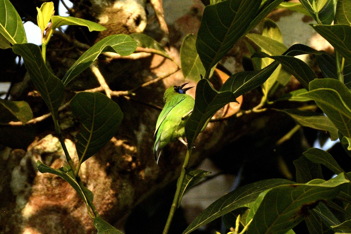 gyllenpannebladfugl - ML646843922