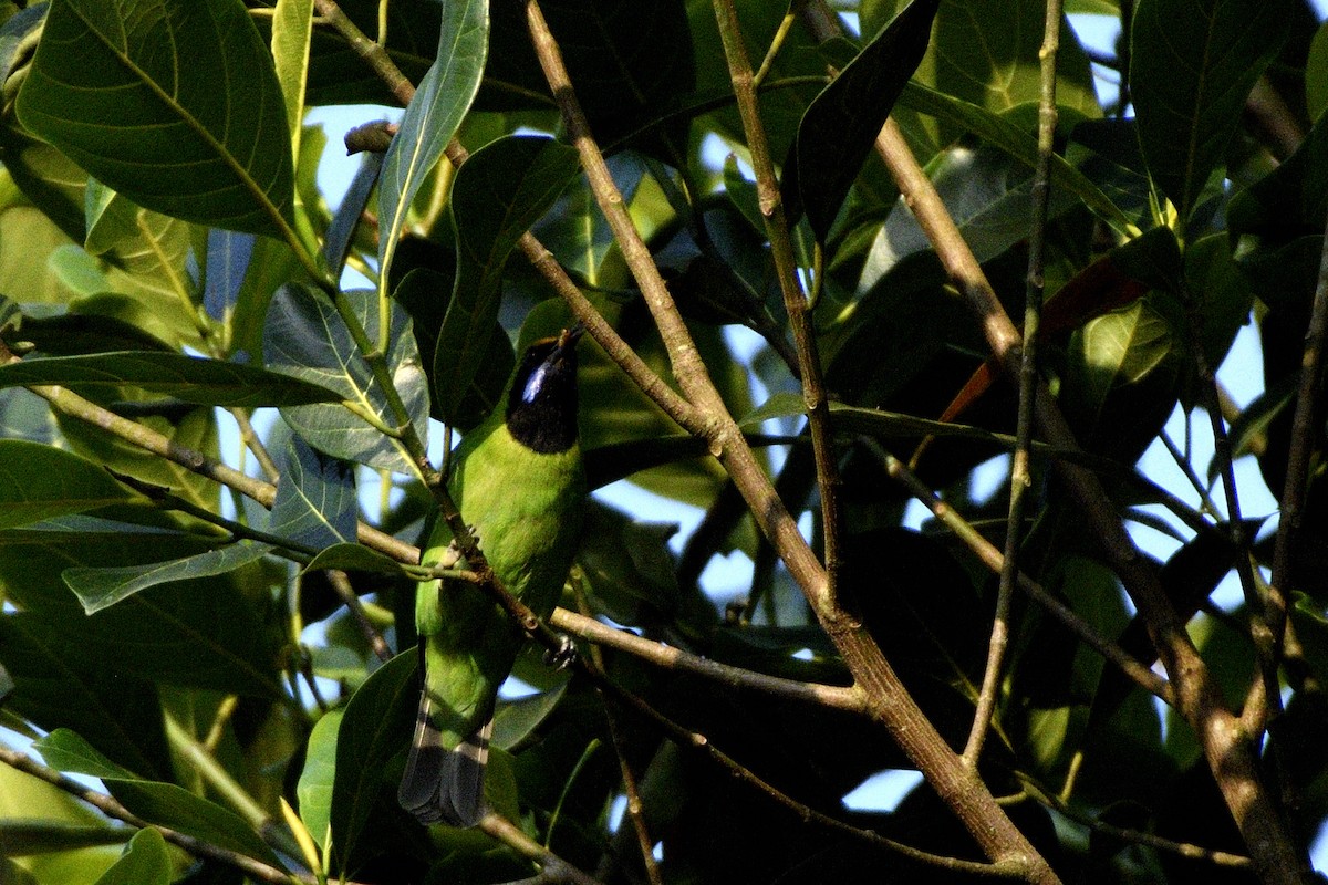 gyllenpannebladfugl - ML646843923