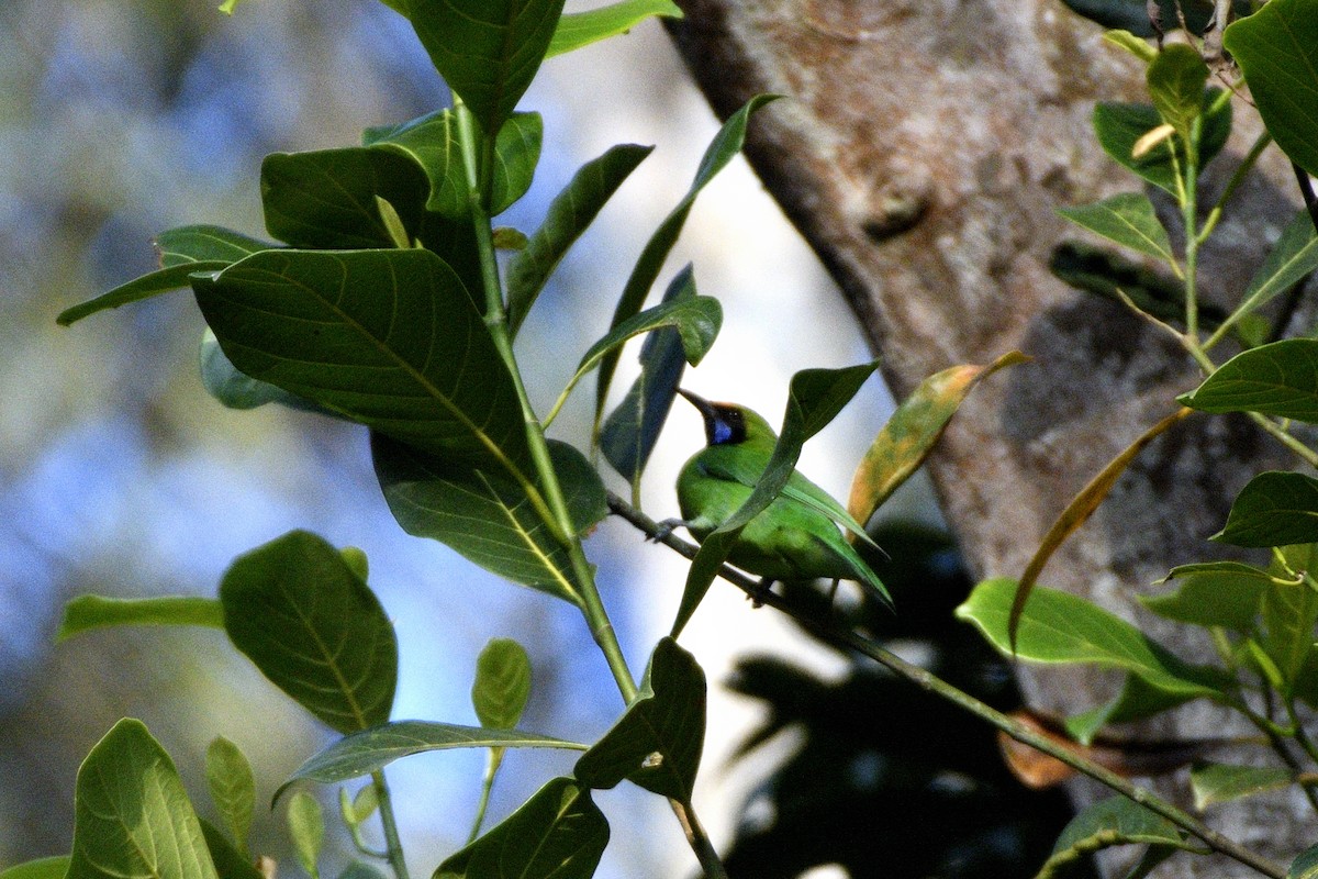 gyllenpannebladfugl - ML646843924