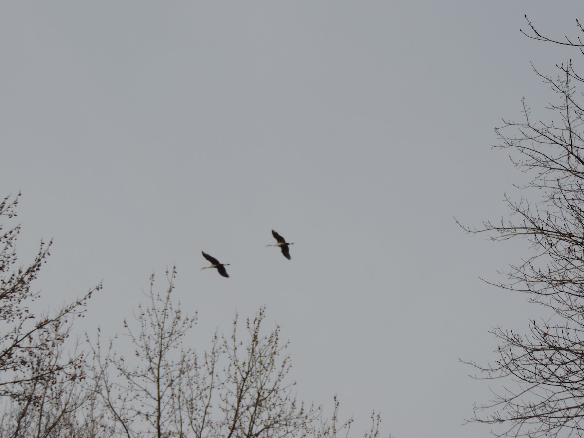 Sandhill Crane - ML646843928