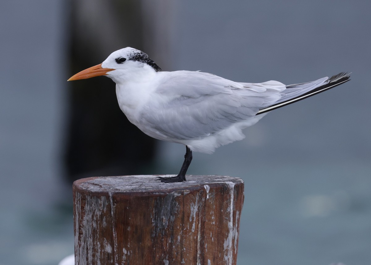 Royal Tern - ML646843930