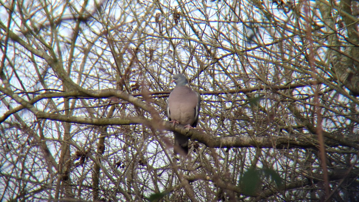 Common Wood-Pigeon - ML646843932