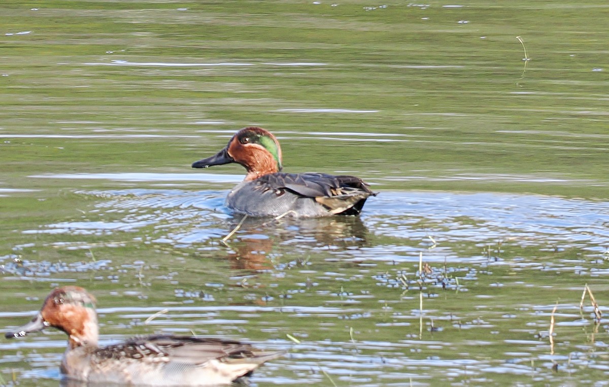 Çamurcun - ML646843936