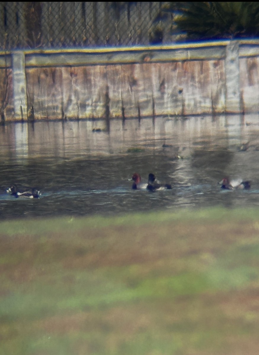 Redhead - ML646843937