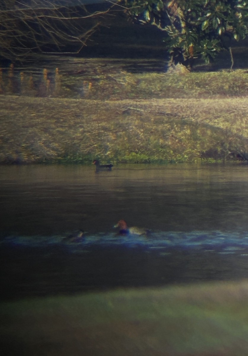 Redhead - ML646843938