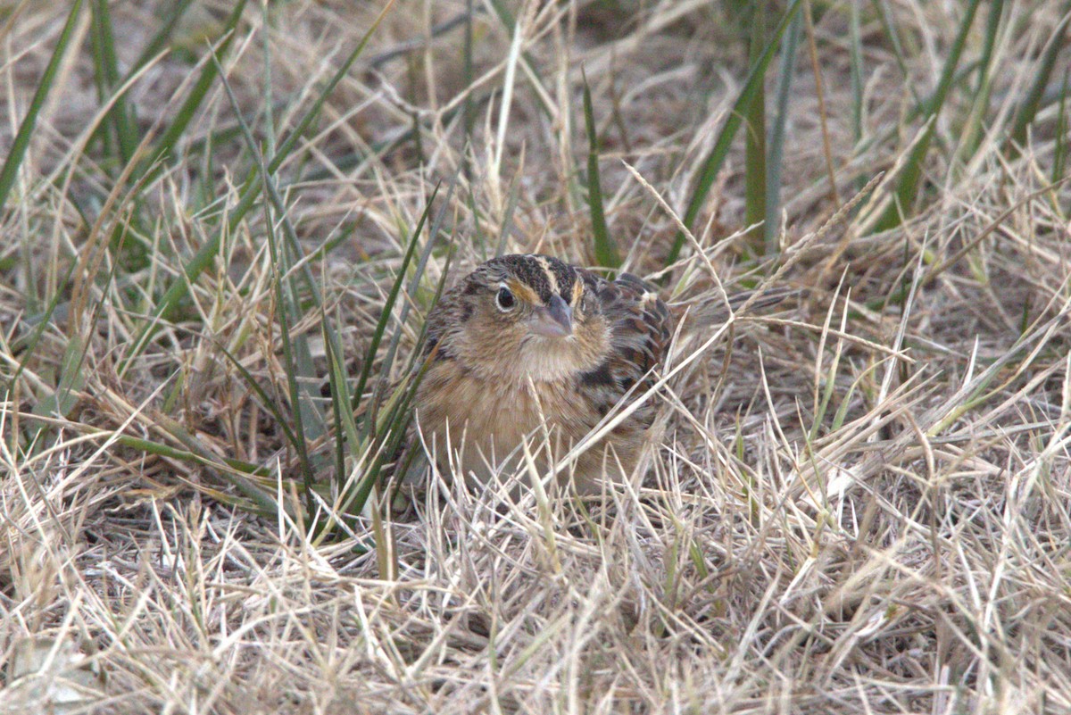 Grasshopper Sparrow - ML646843941