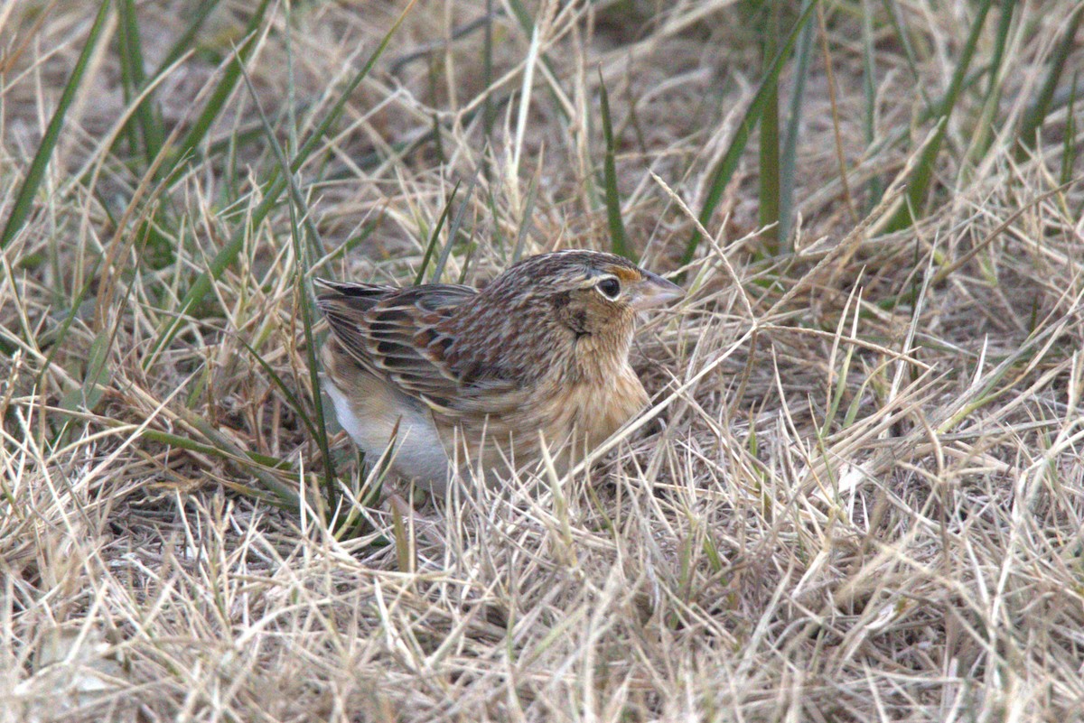 Grasshopper Sparrow - ML646843942