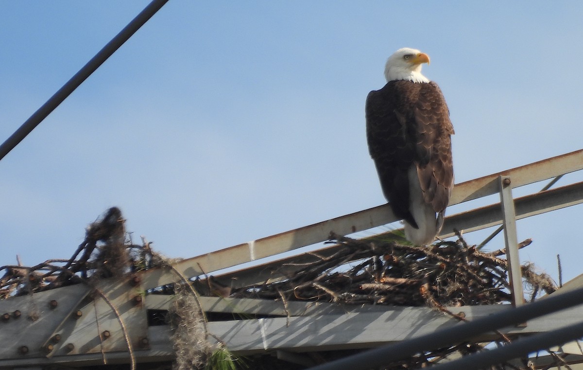 Ak Başlı Kartal - ML646843943