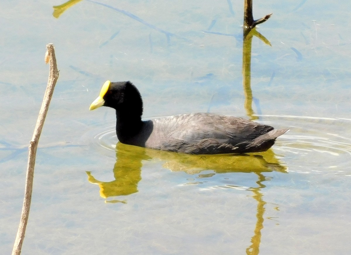 White-winged Coot - ML646843947