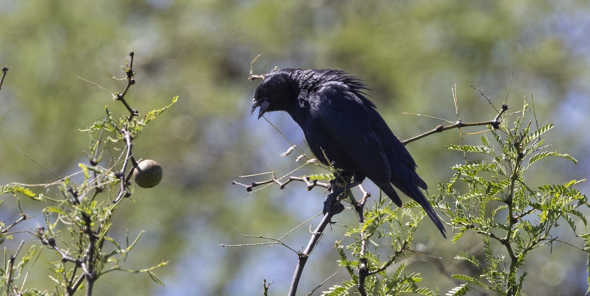 Screaming Cowbird - ML646843949