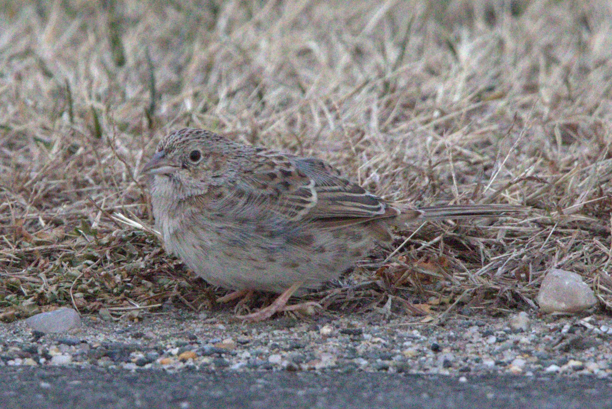 Cassin's Sparrow - ML646843951