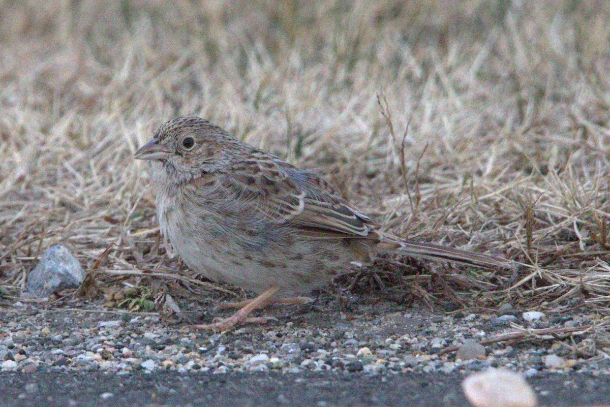 Cassin's Sparrow - ML646843952
