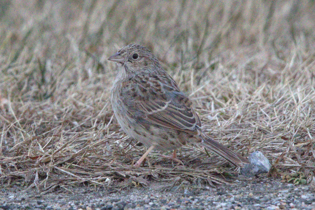 Cassin's Sparrow - ML646843953