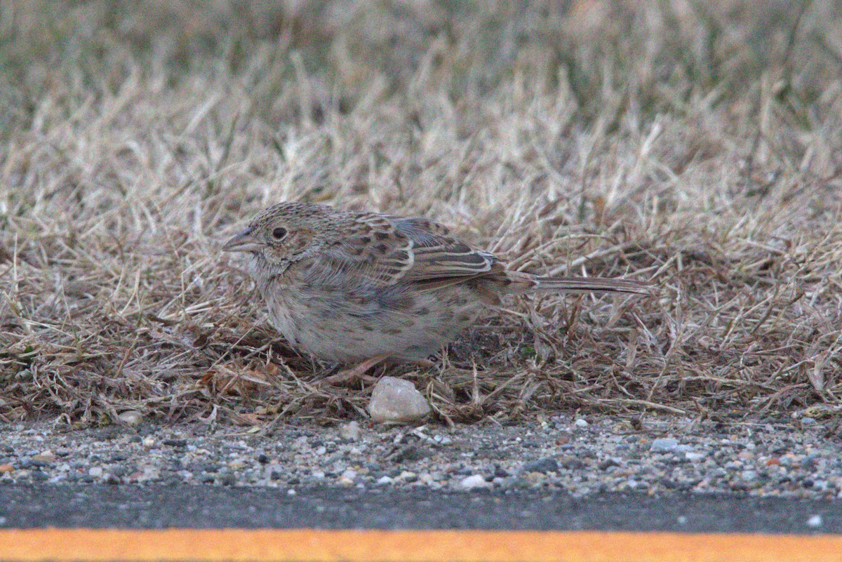 Cassin's Sparrow - ML646843954