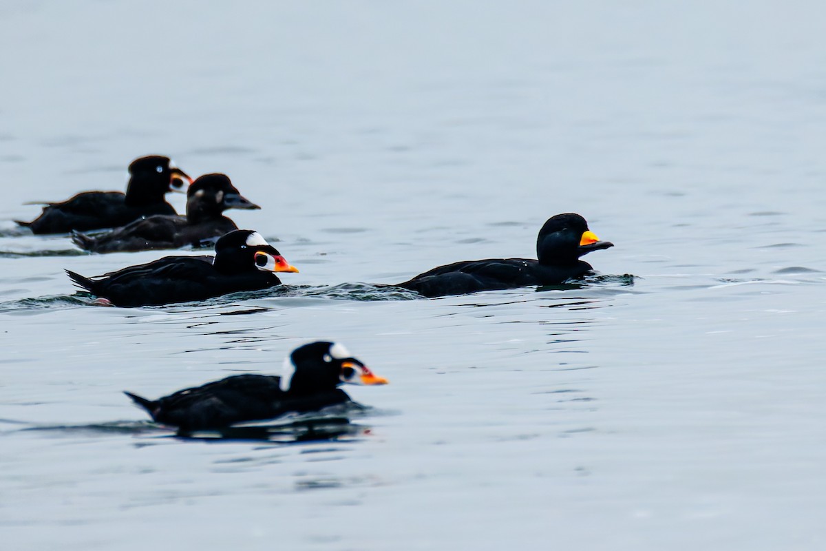 Ahatebeltz amerikarra - ML646843957