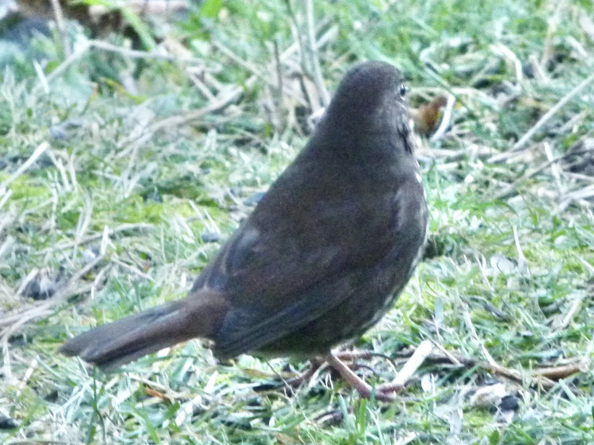 Fox Sparrow - ML646843958