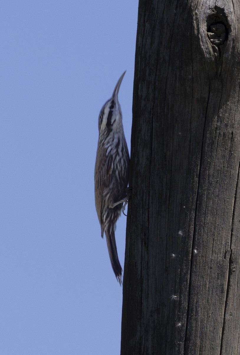 Narrow-billed Woodcreeper - ML646843960