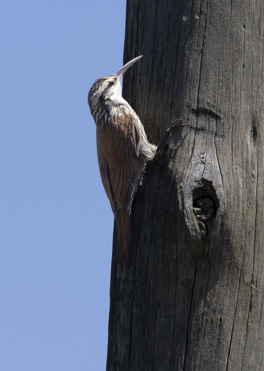 Narrow-billed Woodcreeper - ML646843961